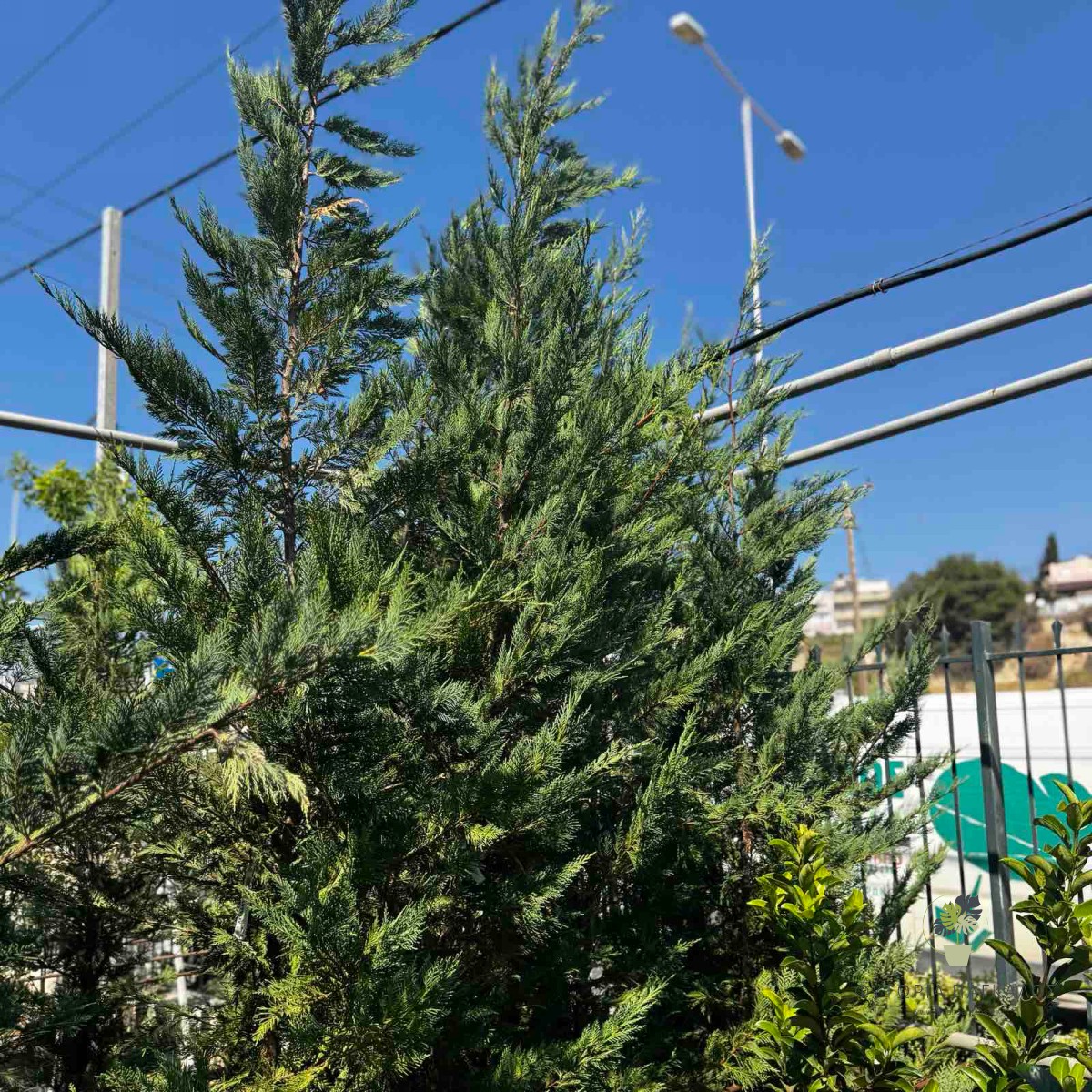 Λέιλαντ (× Cuprocyparis leylandii) | Ταχείας Ανάπτυξης Αειθαλής Φράχτης - 3